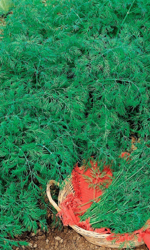 Укроп ДВАЖДЫ АРОМАТНЫЙ