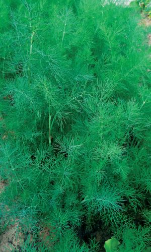 Укроп НЕЖНОСТЬ