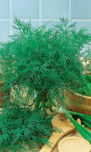 Укроп РУСИЧ