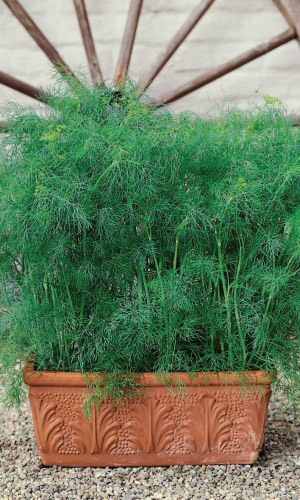 Укроп ЗЕЛЁНАЯ ЁЛОЧКА