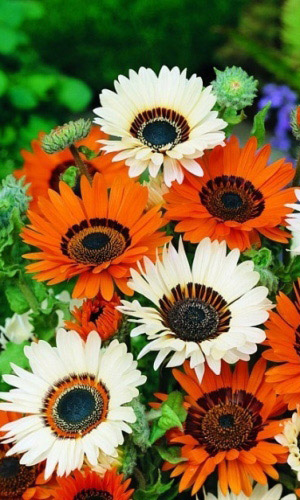 Венидиум пышный ЗУЛУ СМЕСЬ