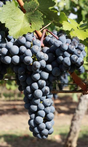 Виноград ИЗАБЕЛЛА