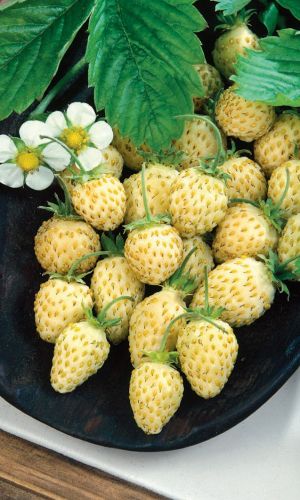 Земляника АНАНАСНАЯ ДРАЖЕ