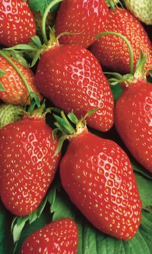 Земляника ЧУДО ЧУДНОЕ