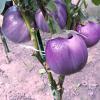 Баклажан ВИОЛЕТТА ДИ ФИРЕНЦЕ