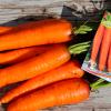 Морковь САХАРНЫЙ ГИГАНТ