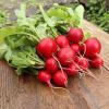 Редис ШУСТРЁНОК F1
