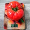 Томат САХАРНАЯ ГОЛОВА